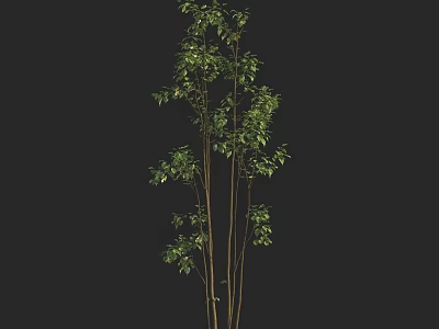 Tall Indoor Plant With Multiple Stems And Green Leaves On Dark Background 3d model