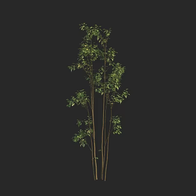 Tall Indoor Plant With Multiple Stems And Green Leaves On Dark Background 3d model