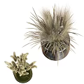 Decorative Ornament Set with Green and Transparent Vases Dried Grasses and Wheat Stems