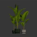 Green potted plants in green and white pots.