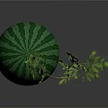 Fresh Green Striped Watermelon With Natural Green Leaves On Dark Background