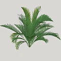 Ornamental Green Shrub With Lush Broad Feathery Leaves For Garden Landscaping