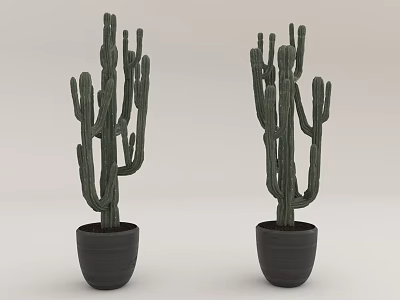 Two Cactus Potted Plants with Black Pots for Indoor Decorative 3d model