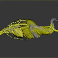 3D Rendered Human Heart Organ Model With Red Blue Blood Vessels Transparent Structure