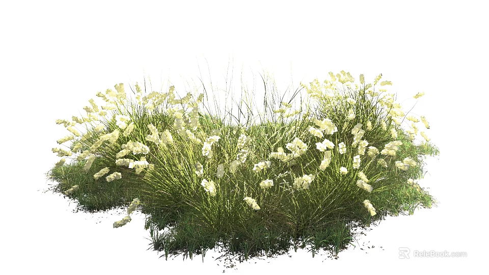 Vibrant White Flowering Grasses With Lush Green Foliage In Natural Garden 3d model 