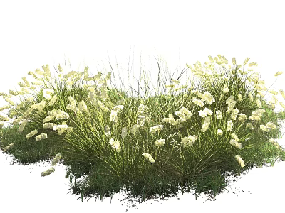 Vibrant White Flowering Grasses With Lush Green Foliage In Natural Garden 3d model
