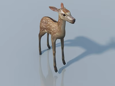 Small Reptile Lizard Standing On Shiny Surface With Shadow In White Background 3d model