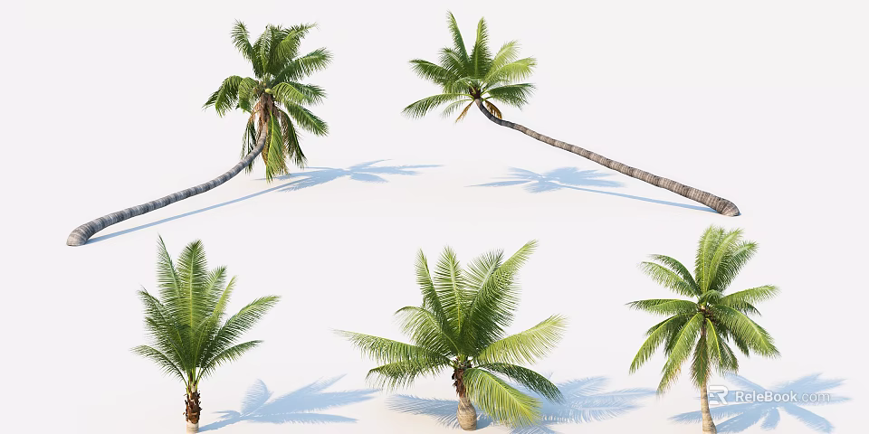 Palm Trees With Different Postures And Green Leaves On White Background 3d model 