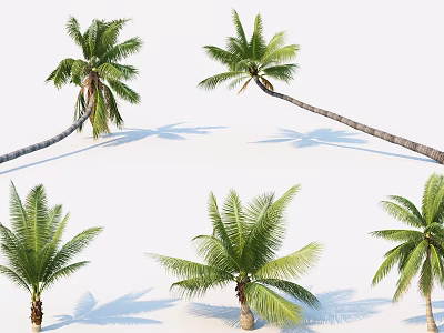 Palm Trees With Different Postures And Green Leaves On White Background 3d model