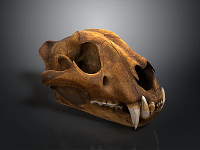 Large Feline Animal Skull With Sharp Teeth And Brown Bone Structure 3d model