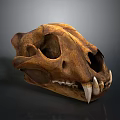 Large Feline Animal Skull With Sharp Teeth And Brown Bone Structure