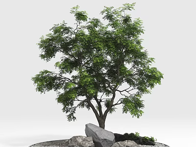 Lush Indoor Landscape With Large Tree Decorative Rocks And Green Plants 3d model