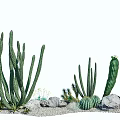 Summer easy breeding cactus pipe organ cactus Joshua tree sand plant greening configuration 3d model