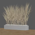 Golden Wheat Plants in White Rectangular Planter Against Gray Wall and Wooden Floor