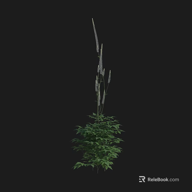 Ornamental Plant With Green Leaves And Slender White Flower Spikes Against Black Background 3d model 