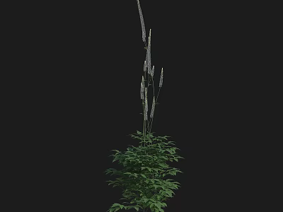 Ornamental Plant With Green Leaves And Slender White Flower Spikes Against Black Background 3d model