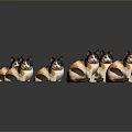 Six Calico Cats With Black White And Orange Fur Sitting On Black Reflective Surface