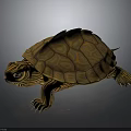 Turtle With Orange And Brown Patterned Shell Striped Head And Limbs 3D Rendered 3d model