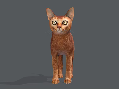Brown Cat With Large Ears And Round Eyes Standing On Gray Background 3d model
