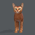 Brown Cat With Large Ears And Round Eyes Standing On Gray Background