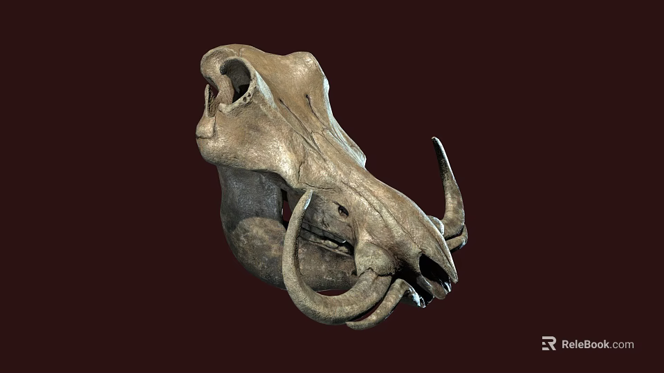 Prehistoric Animal Fossil Skull With Curved Horns And Detailed Bone Structure 3d model 