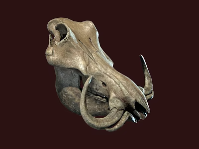 Prehistoric Animal Fossil Skull With Curved Horns And Detailed Bone Structure 3d model