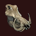 Prehistoric Animal Fossil Skull With Curved Horns And Detailed Bone Structure