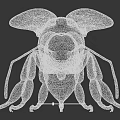 Detailed Yellow And Black Bee With Transparent Wings And Long Legs Close-up View