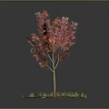 Vibrant Maple Tree With Red Orange Leaves And Yellow Trunk On Green Grass