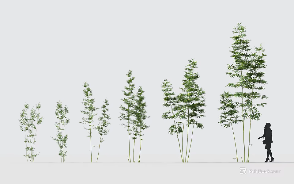 Various Bamboo Plants In Different Growth Stages With Human Figure For Scale 3d model 