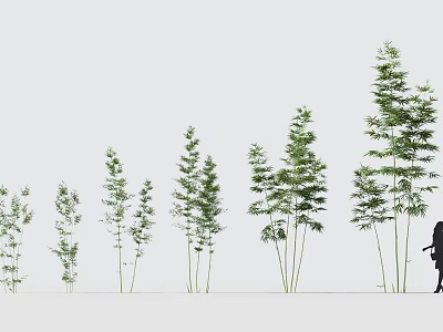 Various Bamboo Plants In Different Growth Stages With Human Figure For Scale 3d model