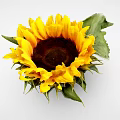 Beautiful Sunflower With Bright Yellow Petals Dark Center Green Leaves And Fresh Stem