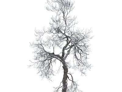 Single Bare Arbor Featuring Clear Branches And Detailed Trunk Texture 3d model