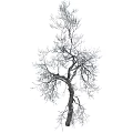 Single Bare Arbor Featuring Clear Branches And Detailed Trunk Texture 3d model