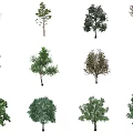 Various Arbor Varieties With Different Foliage And Tree Shapes For Landscaping 3d model