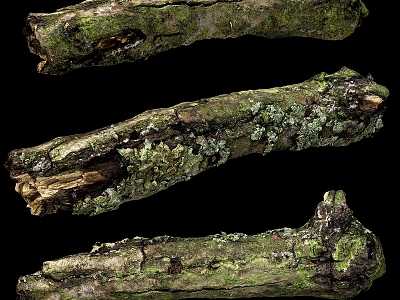 Dead tree with moss 3d model