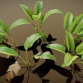 Vibrant Green Leafy Plants Featuring Broad Fresh Leaves and Cast Shadows on Neutral Backdrop