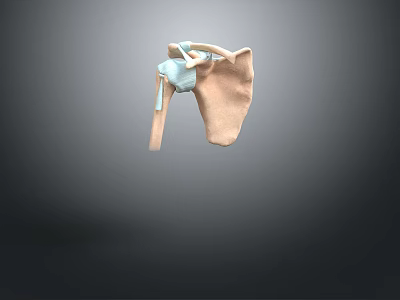 Human Shoulder Joint Anatomical 3D Model Displaying Bone And Cartilage Structure 3d model