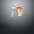 Human Shoulder Joint Anatomical 3D Model Displaying Bone And Cartilage Structure 3d model