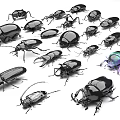 Various Beetle Species With Black Green Exoskeletons Shiny Surfaces And Diverse Shapes