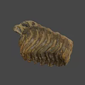 Fossilized Rib Bone Structure With Ancient Layered Textured Brown Surface 3d model