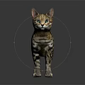 Spotted Brown Cat With Blue Eyes And Short Fur Standing On Gray Background