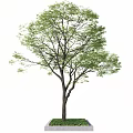 Vibrant Green Arbor with Thick Trunk and Fresh Leaves in Square Planter Box