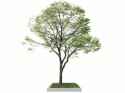 Vibrant Green Arbor with Thick Trunk and Fresh Leaves in Square Planter Box 3d model