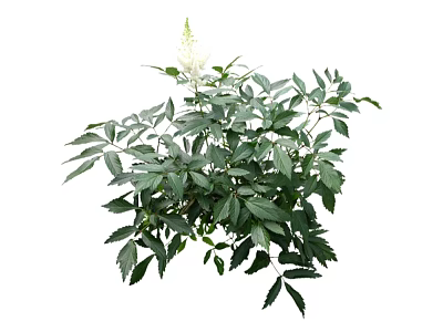 Vibrant Green Shrub with Lush Leaves and Beautiful White Flowers 3d model