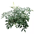 Vibrant Green Shrub with Lush Leaves and Beautiful White Flowers