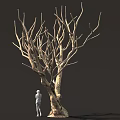 Tall Leafless Tree With Thick Trunk Twisted Branches And Small Figure Beside