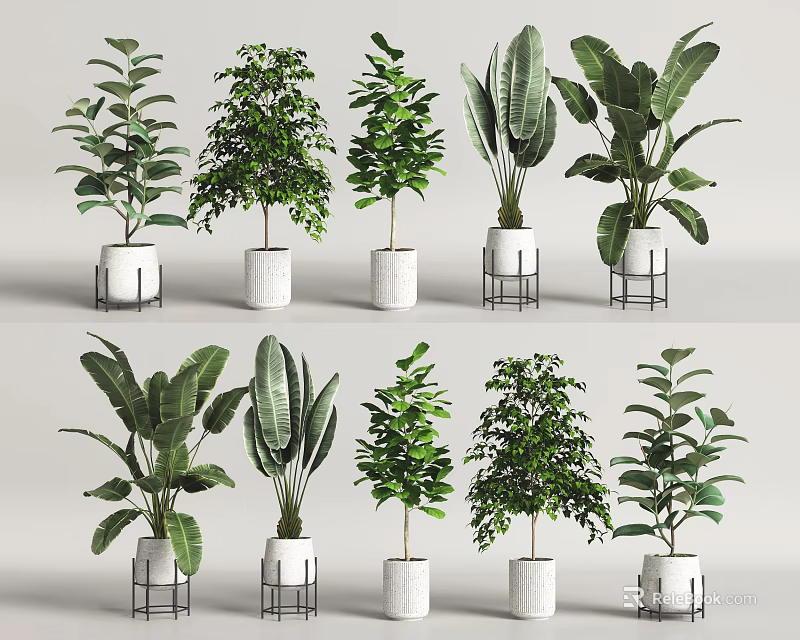 Various Indoor Potted Plants with Lush Green Leaves in White Pots and Metal Stands 3d model 