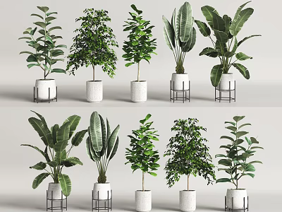 Various Indoor Potted Plants with Lush Green Leaves in White Pots and Metal Stands 3d model