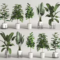 Various Indoor Potted Plants with Lush Green Leaves in White Pots and Metal Stands